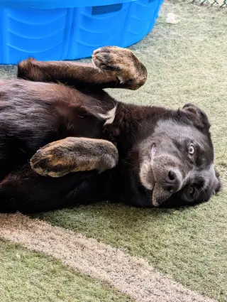 Kira