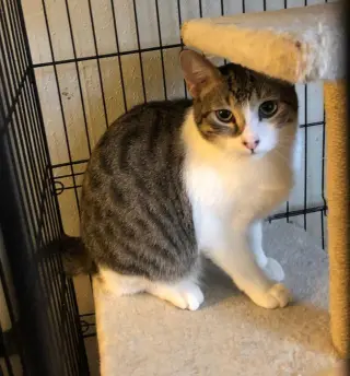 Shy Ronnie