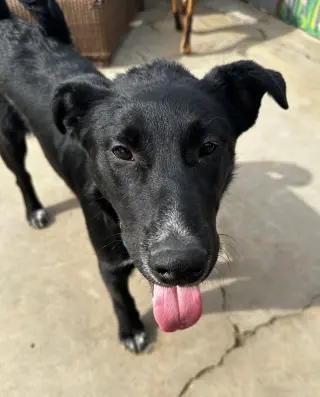 Mica