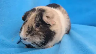 Moo, Coco, Gus Gus