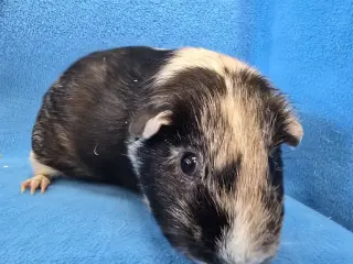 Moo, Coco, Gus Gus