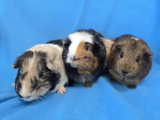 Moo, Coco, Gus Gus