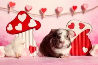 Moo, Coco, Gus Gus