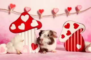 Moo, Coco, Gus Gus