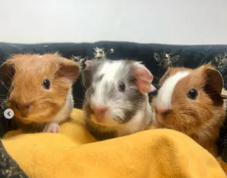 Moo, Coco, Gus Gus