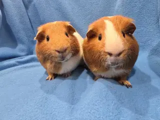 Tot & Tater