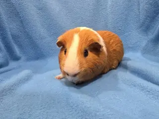 Tater & Tot