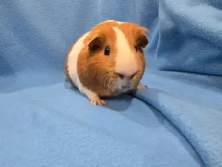 Tater & Tot
