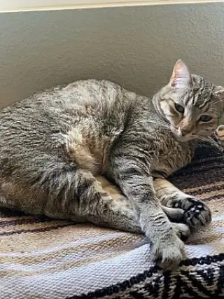 Lexi