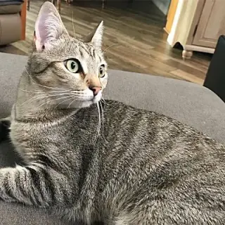 Lexi