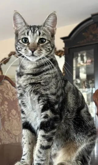 Regent