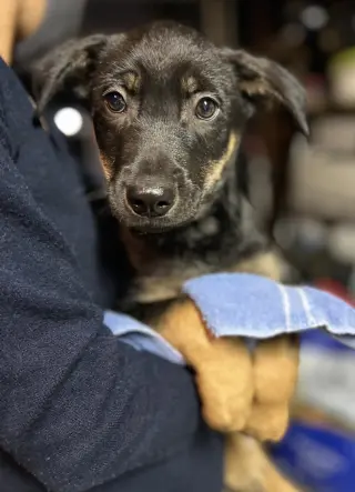 Bowie