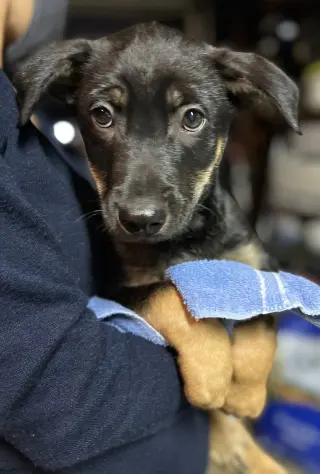 Bowie