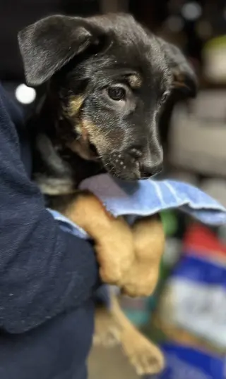 Bowie