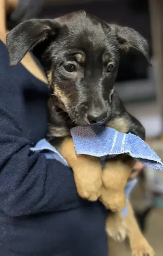 Bowie