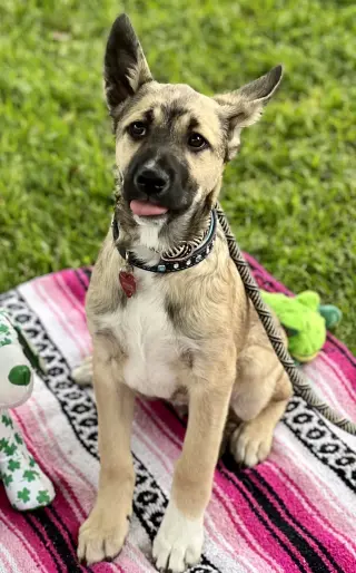 Jackson