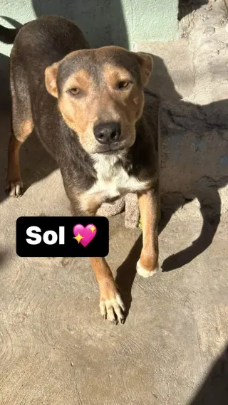 Sol