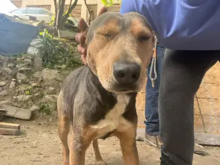 Sol