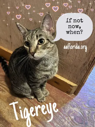 Tigereye