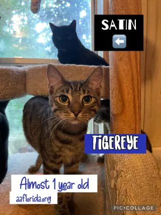 Tigereye