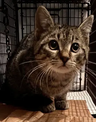 Tigereye