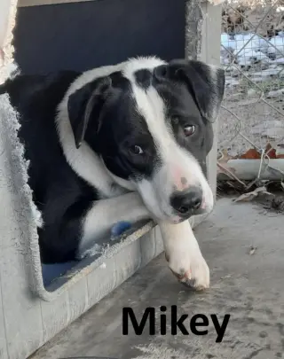Mikey