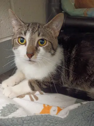 Loki