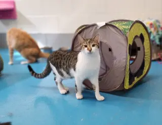 Loki