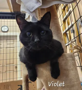 Violet