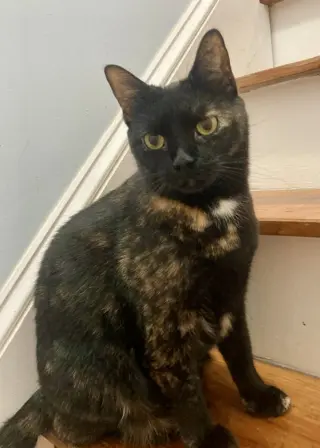 Ginger