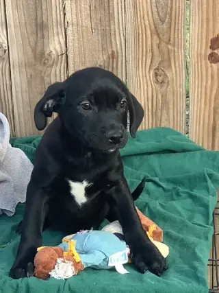 Julius