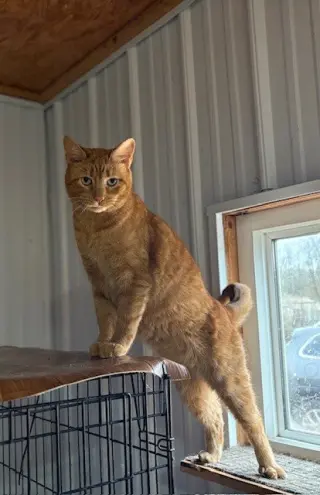 Wally