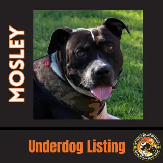 MOSLEY