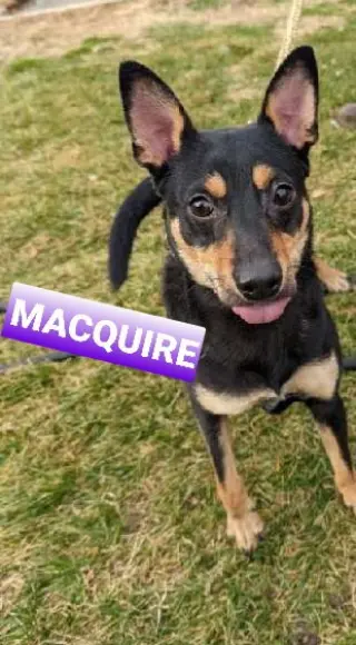 Macquire