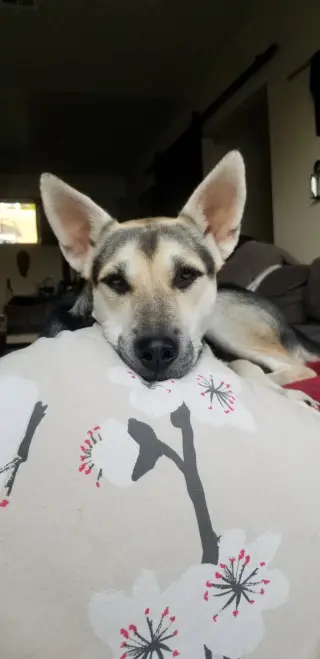 Holly