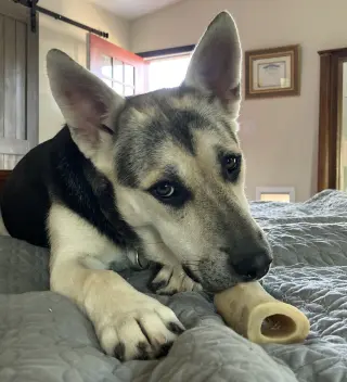 Holly