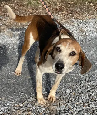 Alexander:  Not At the Shelter (Wendy)