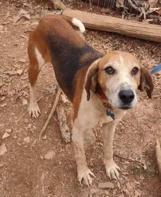 Alexander:  Not At the Shelter (Wendy)
