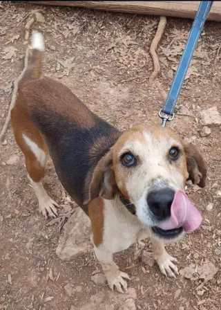 Alexander:  Not At the Shelter (Wendy)