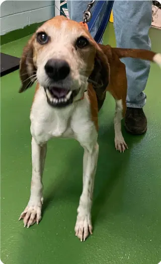 Alexander:  Not At the Shelter (Wendy)