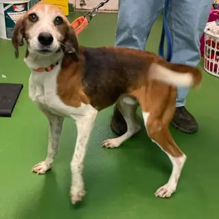 Alexander:  Not At the Shelter (Wendy)