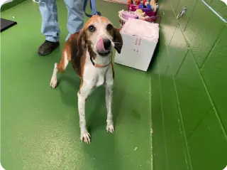 Alexander:  Not At the Shelter (Wendy)