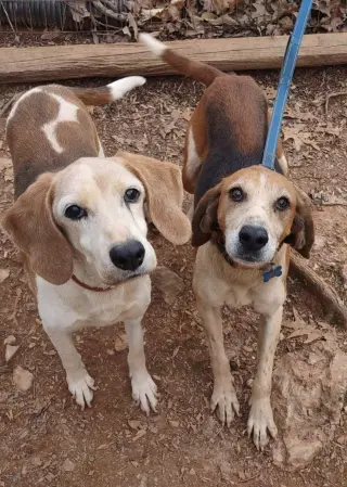 Alexander:  Not At the Shelter (Wendy)