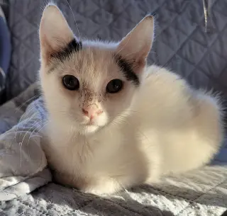 Fiona
