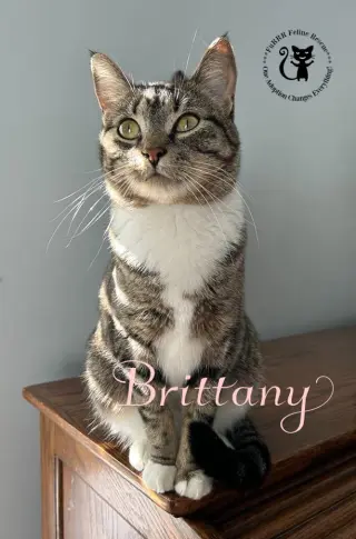 Brittany