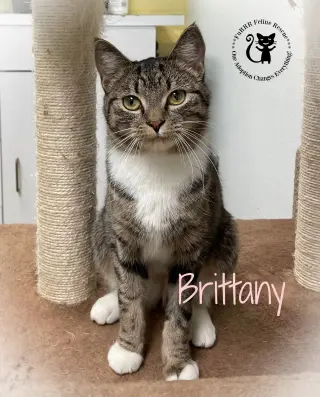 Brittany