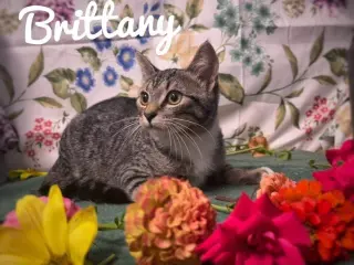 Brittany
