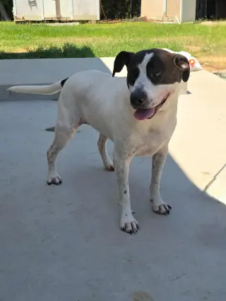 Scout