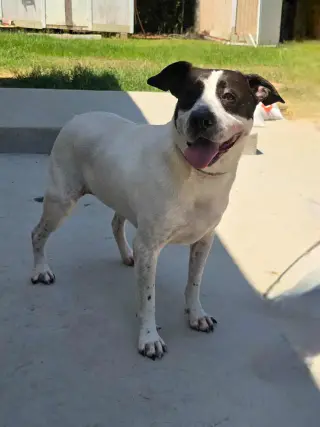 Scout