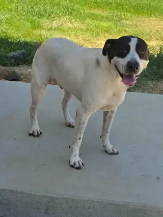 Scout
